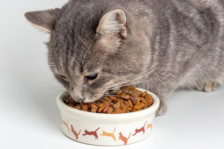 how to soften dry cat food