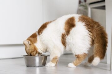 how to soften dry cat food