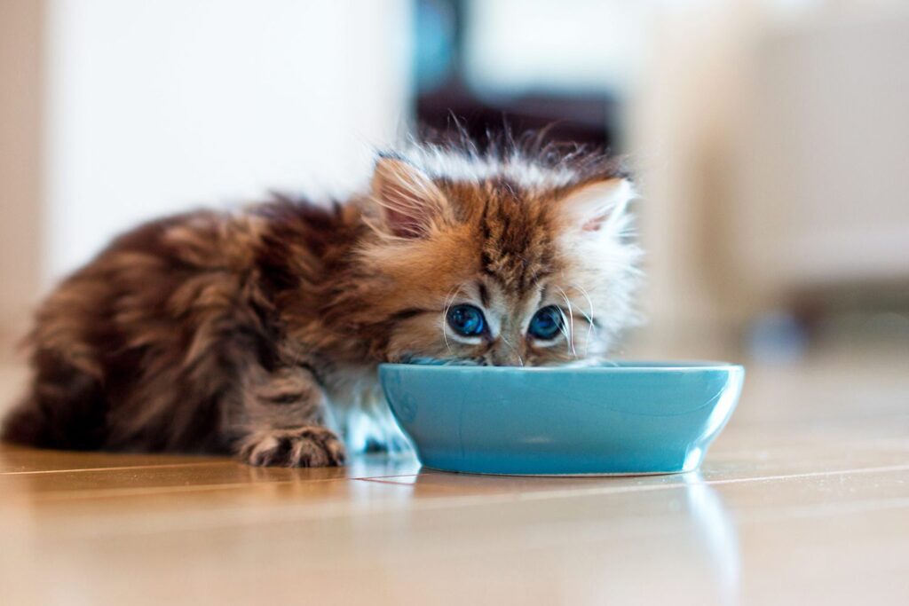 difference between kitten and cat food