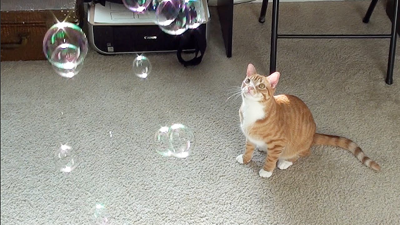 are bubbles safe for cats