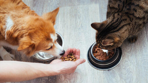 how to keep cat food away from dog