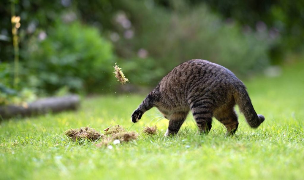 why do cats pretend to bury their food