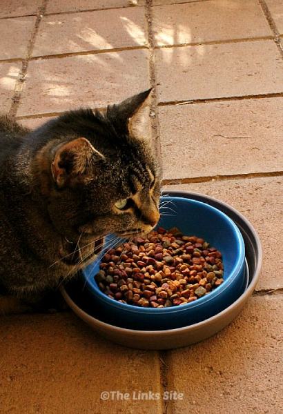 how to keep ants out of cat food