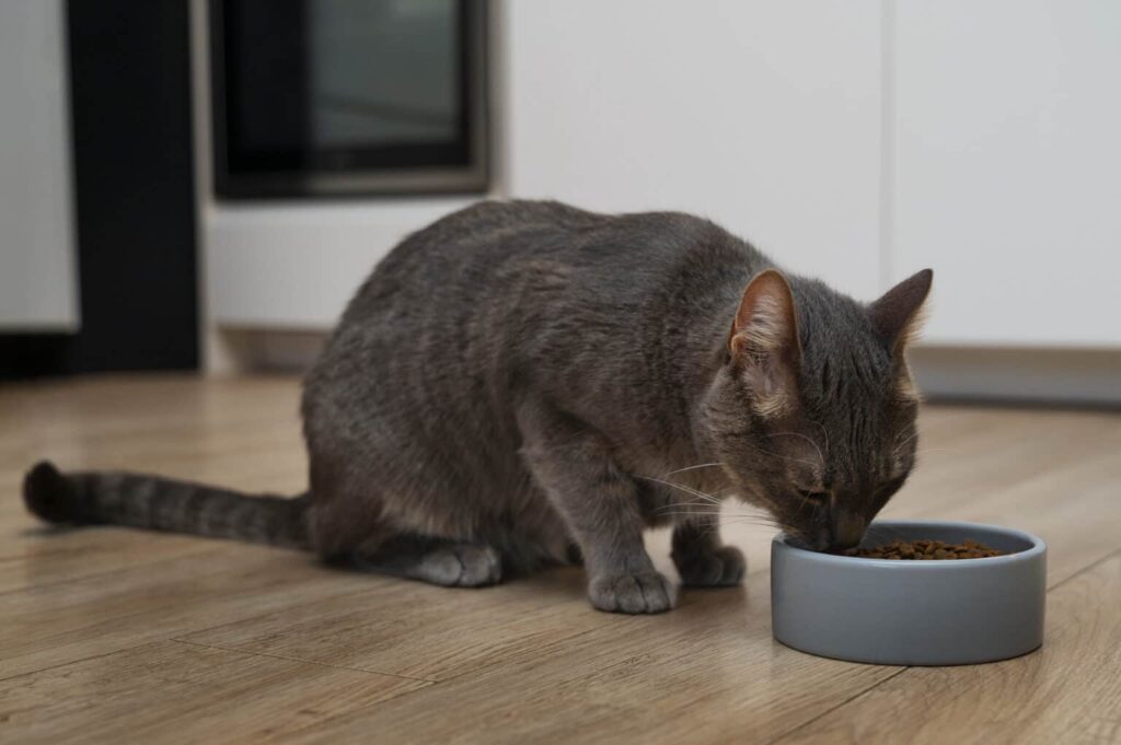 how long can wet cat food sit out