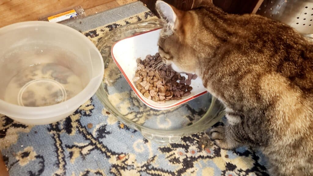 how to keep ants out of cat food