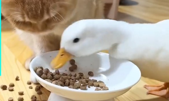 can ducks eat cat food