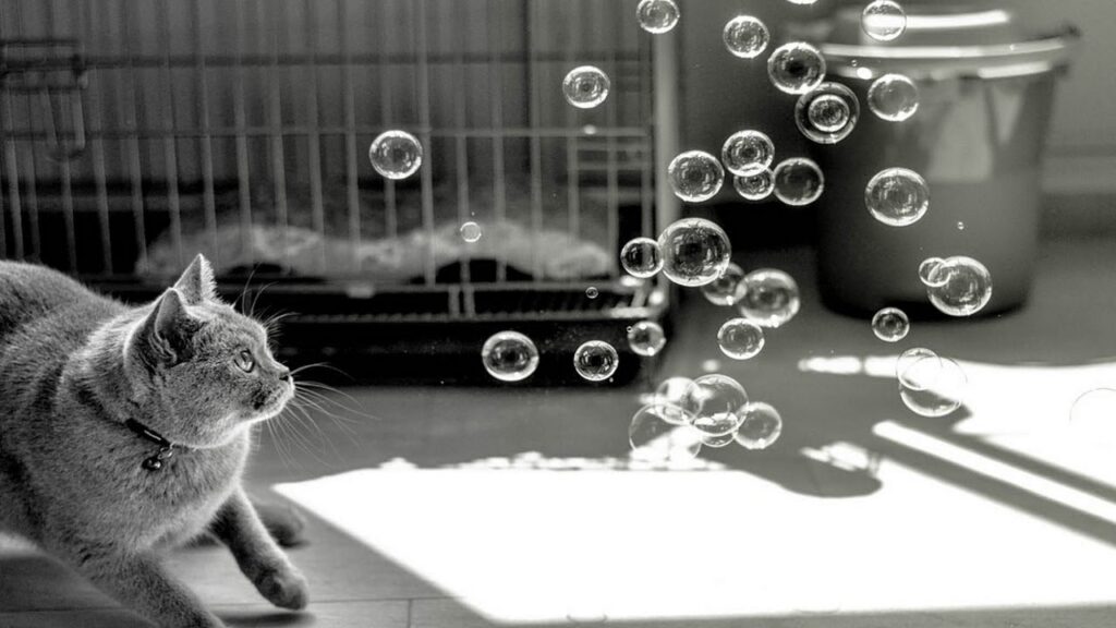 are bubbles safe for cats