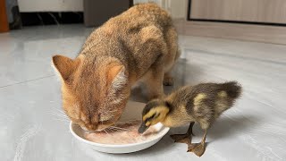 can ducklings eat cat food