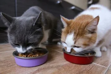 how long can dry cat food sit out