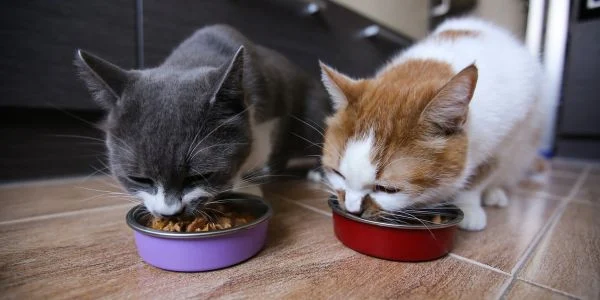 how long can dry cat food sit out